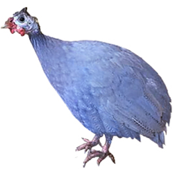 Coral Blue Guinea